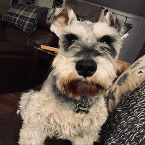 Meet your Posher, Justin